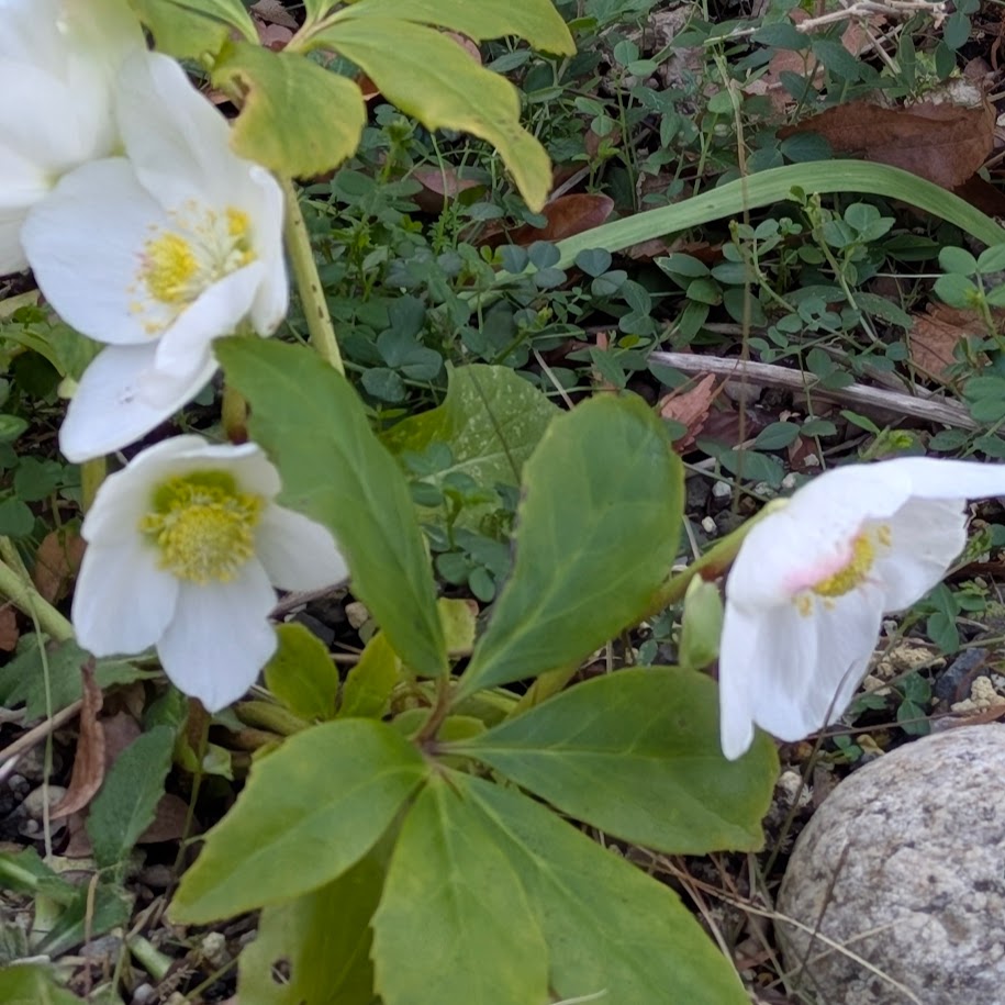 クリスマスローズ　LEE100人隊　コポ庭