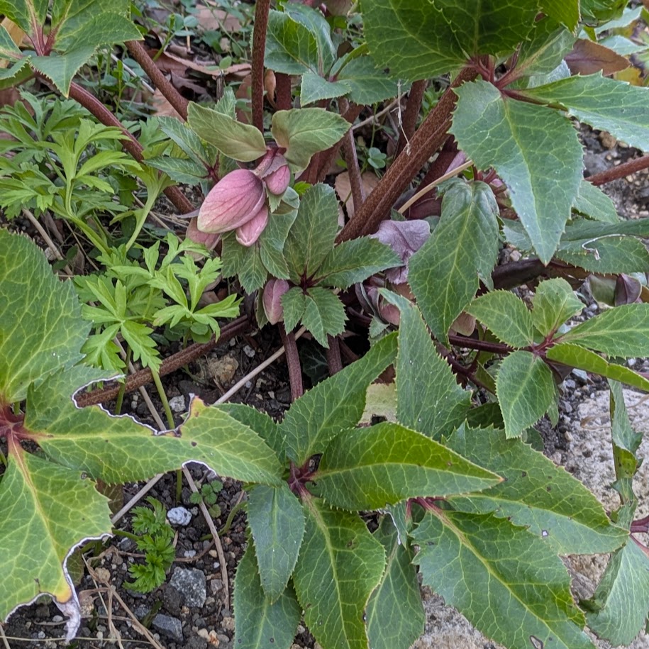 LEE100人隊コポ　庭　クリスマスローズ