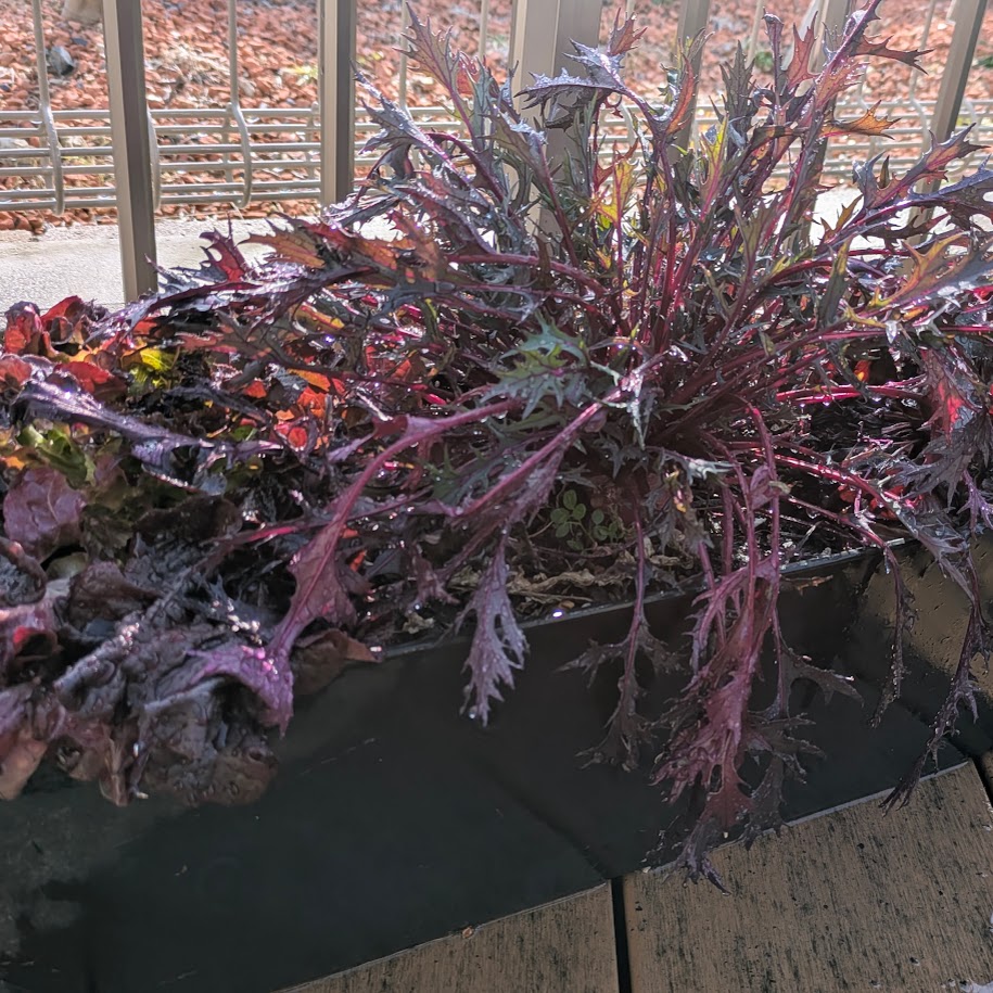 紫の葉野菜　ＬＥＥ100人隊　コポ庭