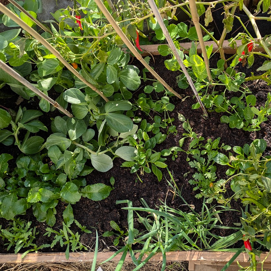 種から育てた　野菜　ＬＥＥ100人隊コポ