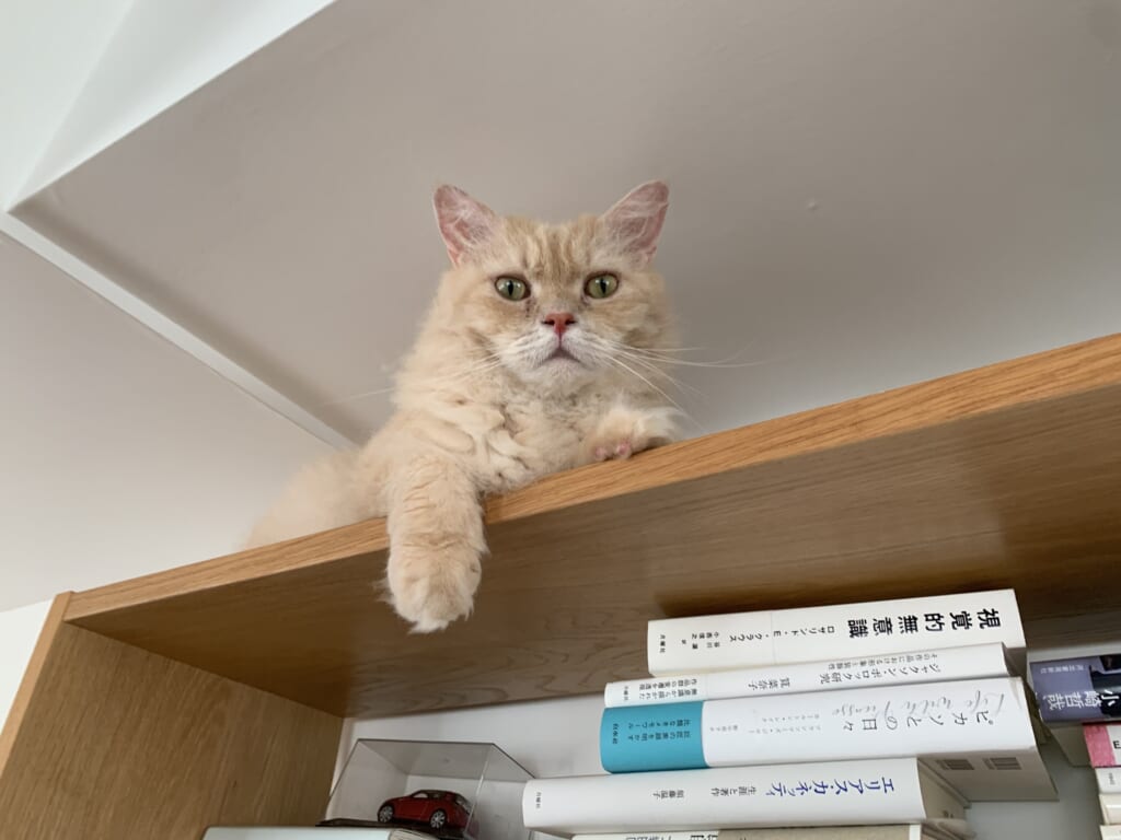 無印良品の「スタッキングシェルフ」の上にいる猫