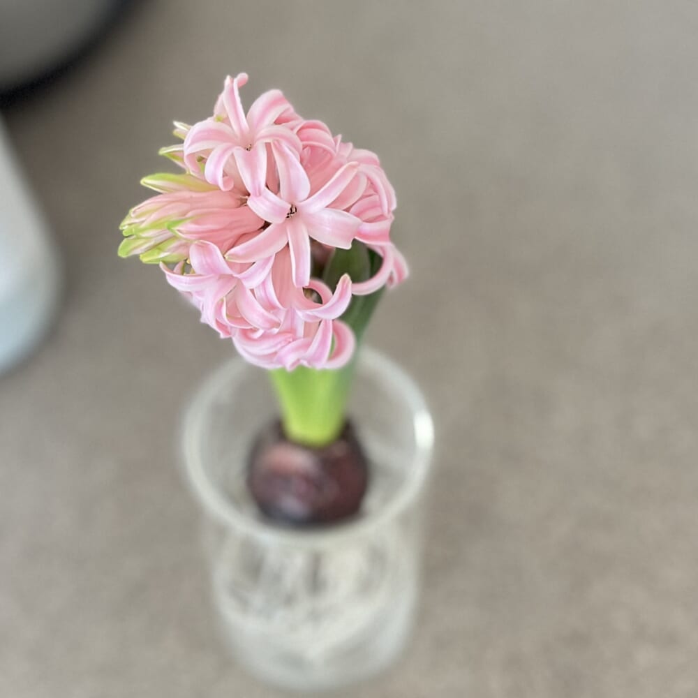 ヒヤシンス 水耕栽培 花