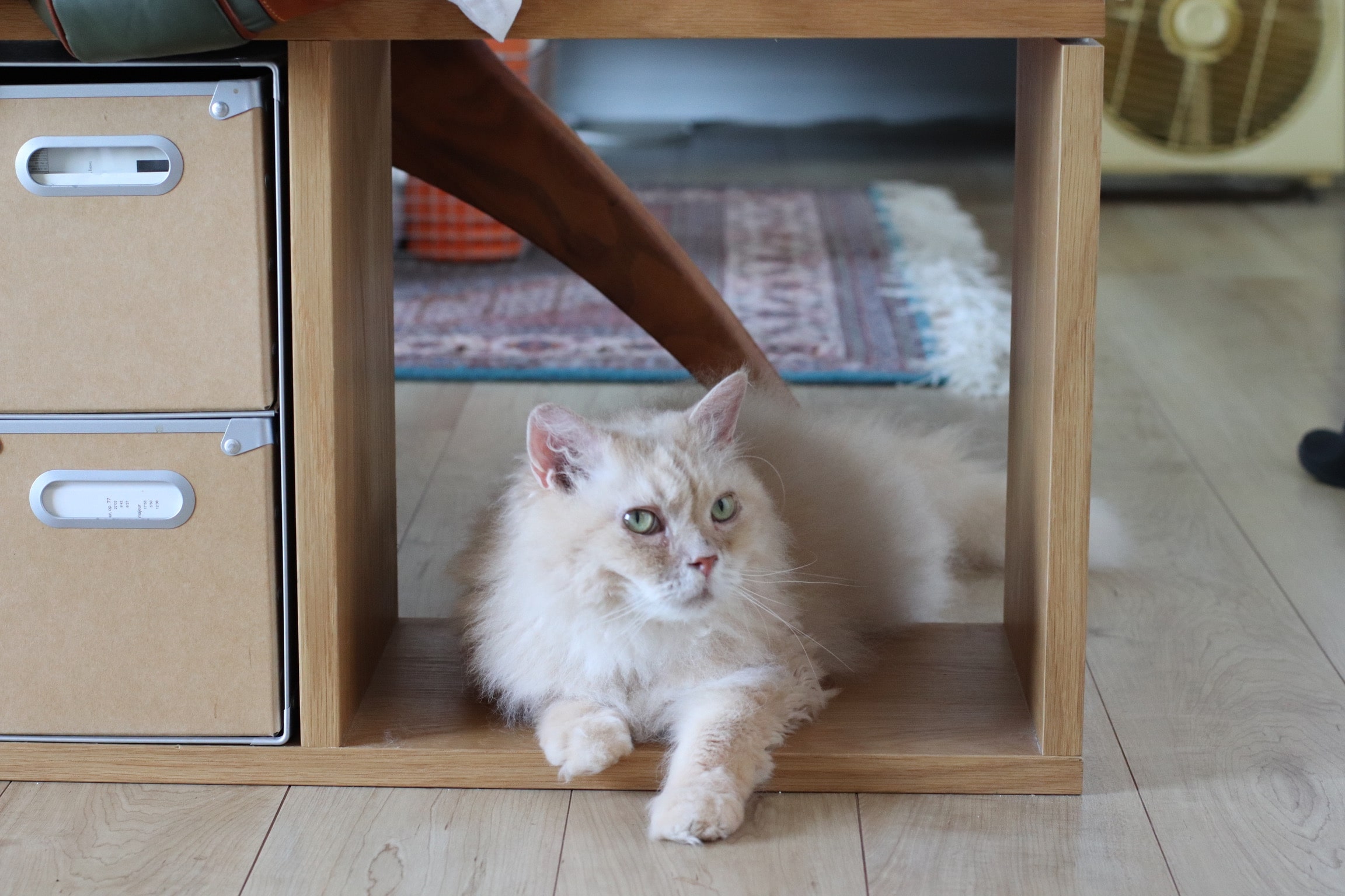 「スタッキングシェルフ 5段」 ねこ