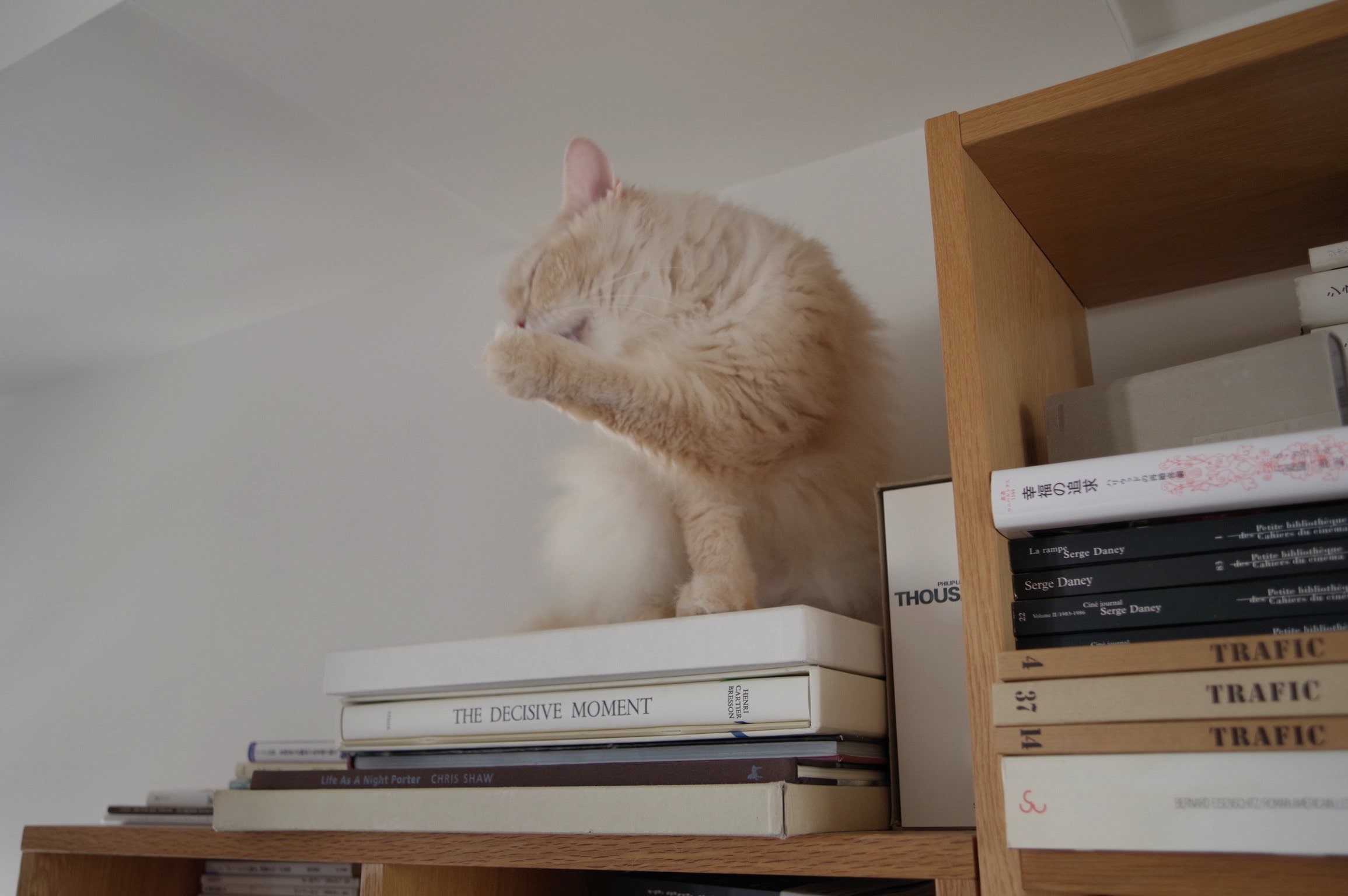 無印良品の棚の上にいる猫