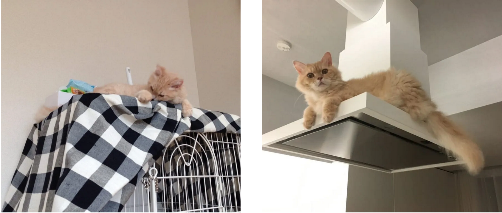 ケージの屋根の上にいる猫 換気扇の上にのぼった猫