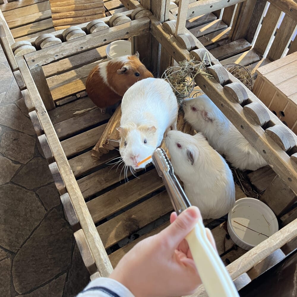 アニミル お台場 動物ふれあい