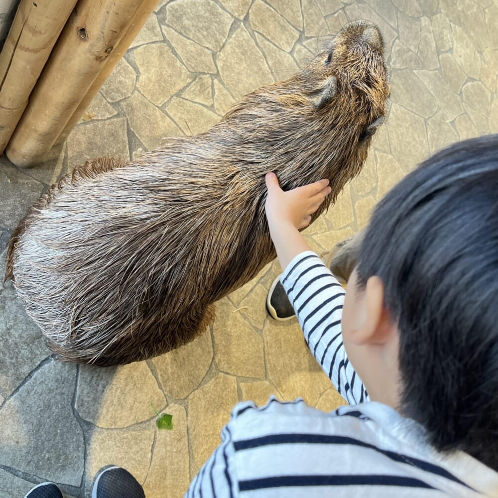 アニミル お台場 動物ふれあい