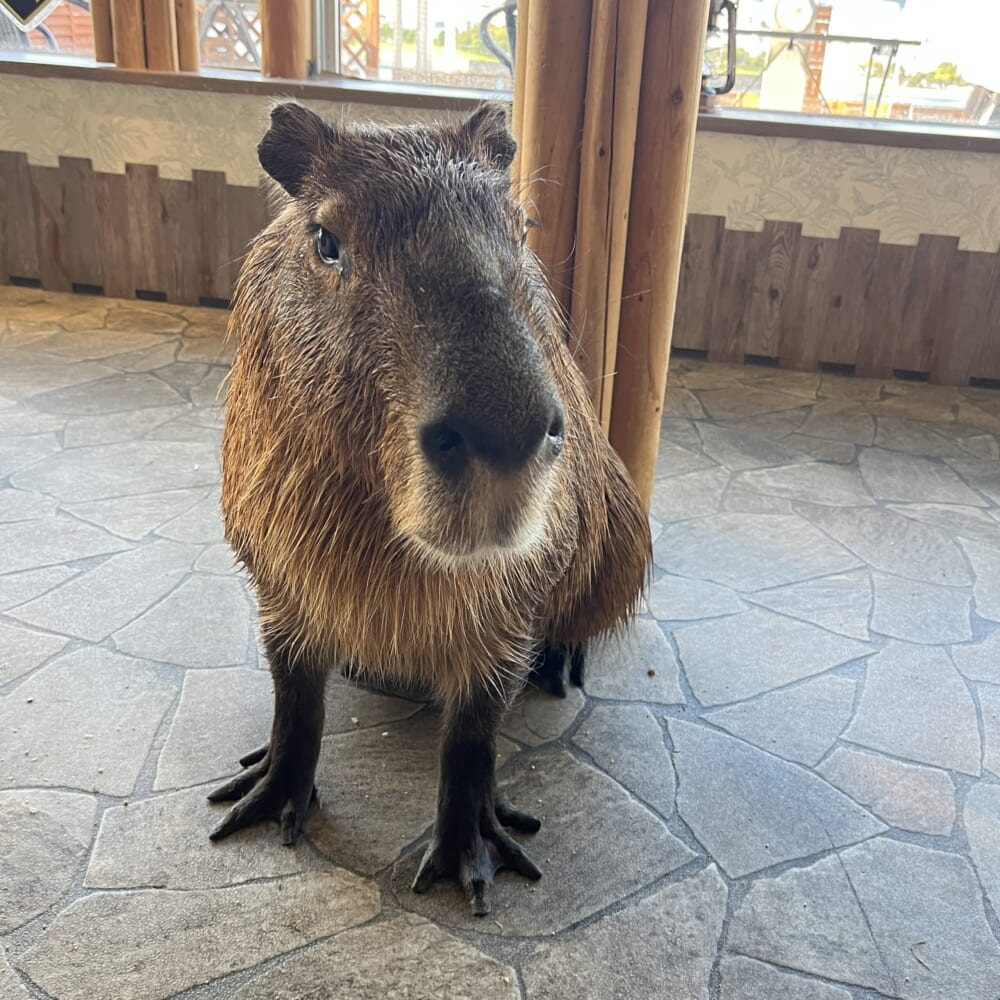アニミル お台場 動物ふれあい