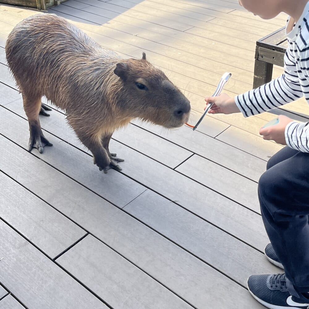 アニミル エサやり カピパラ