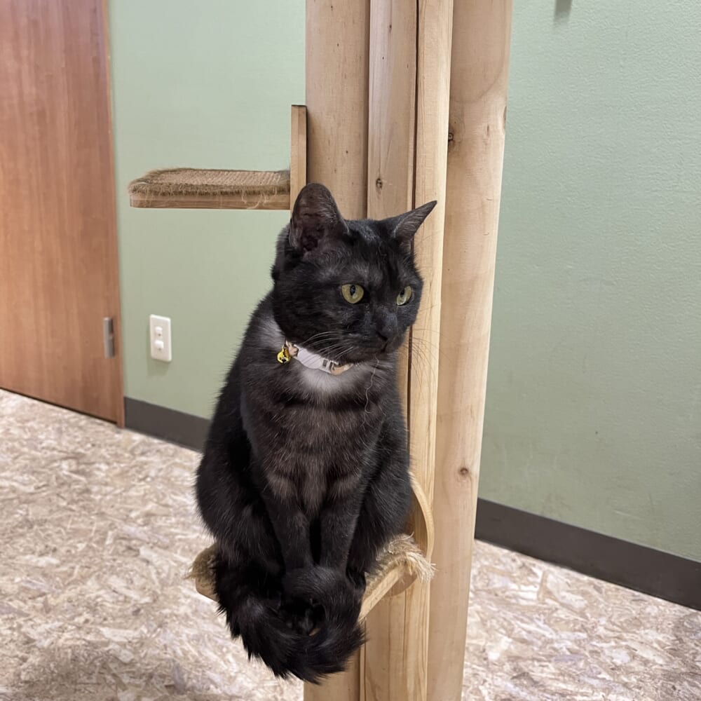 アニミル お台場 猫