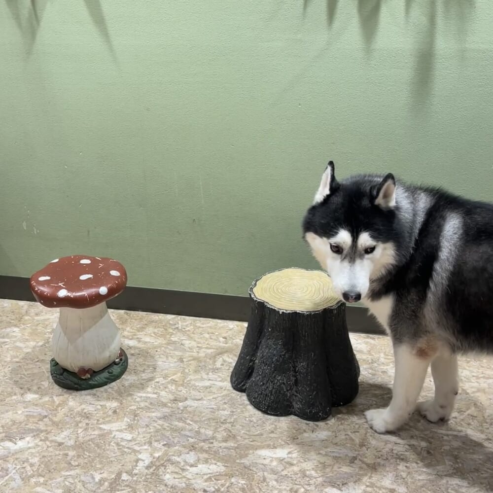 アニミル お台場 犬