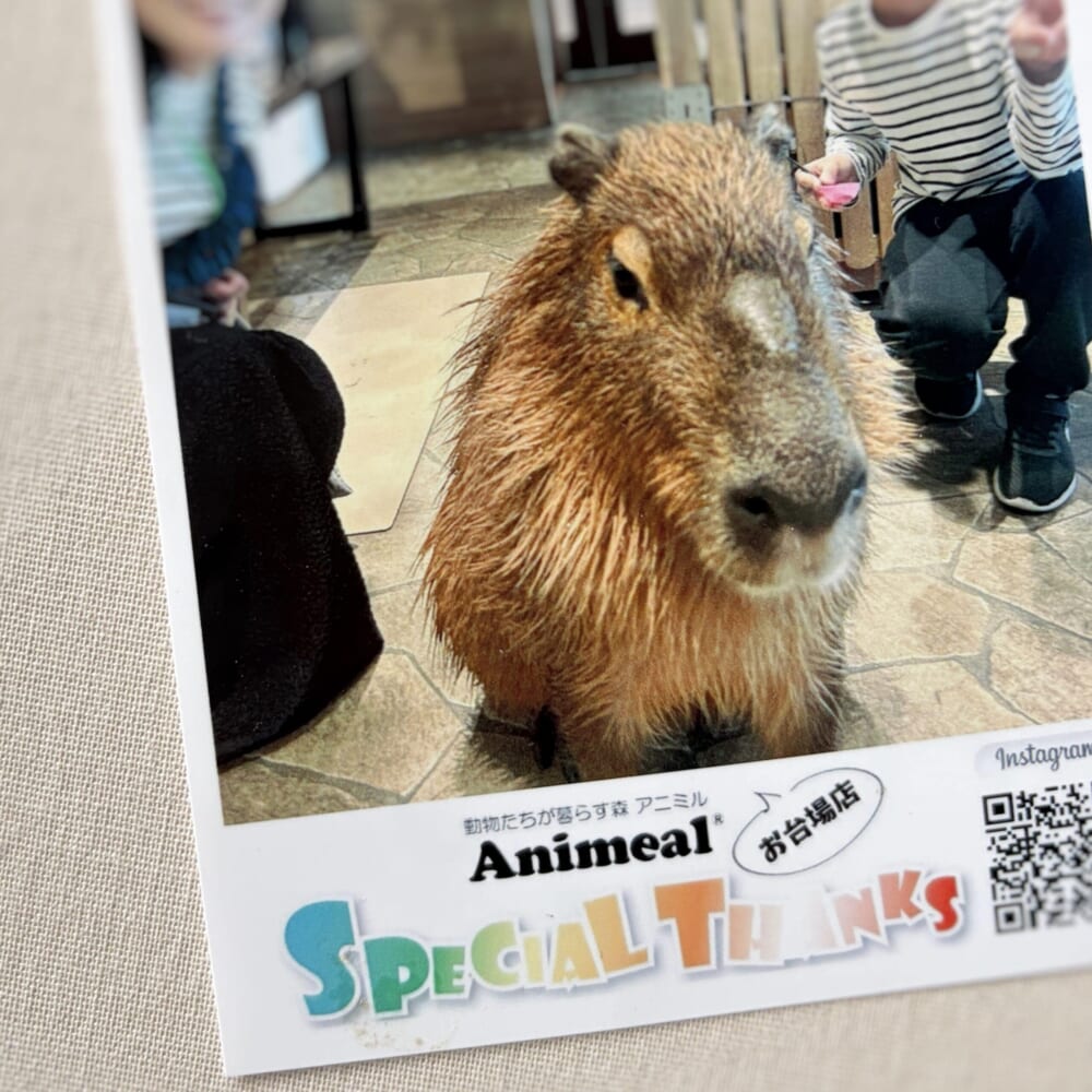 アニミル お台場 動物ふれあい