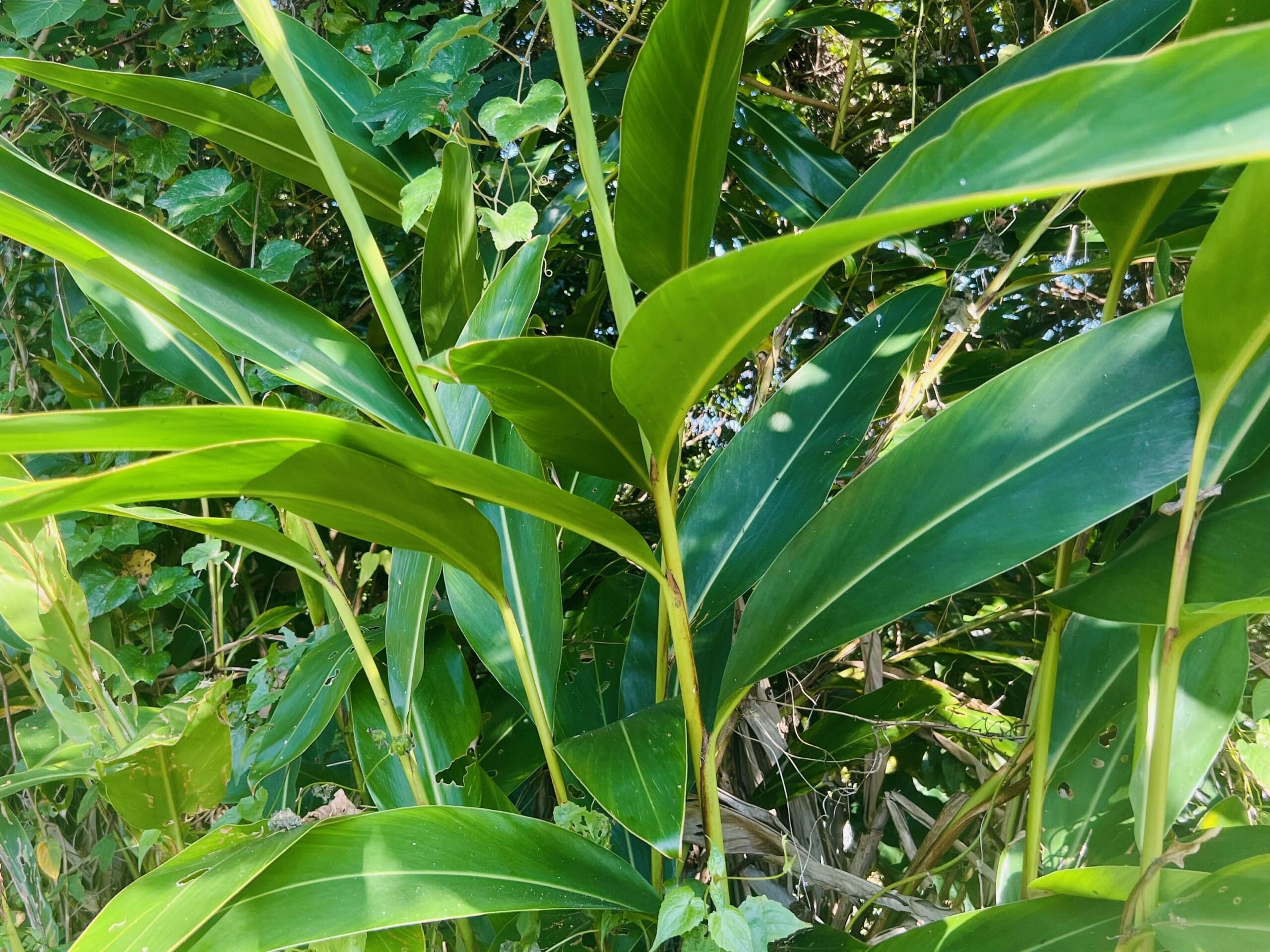 【沖縄】月桃の葉で包んだお餅「ムーチー」を作りました2026 TBicoco