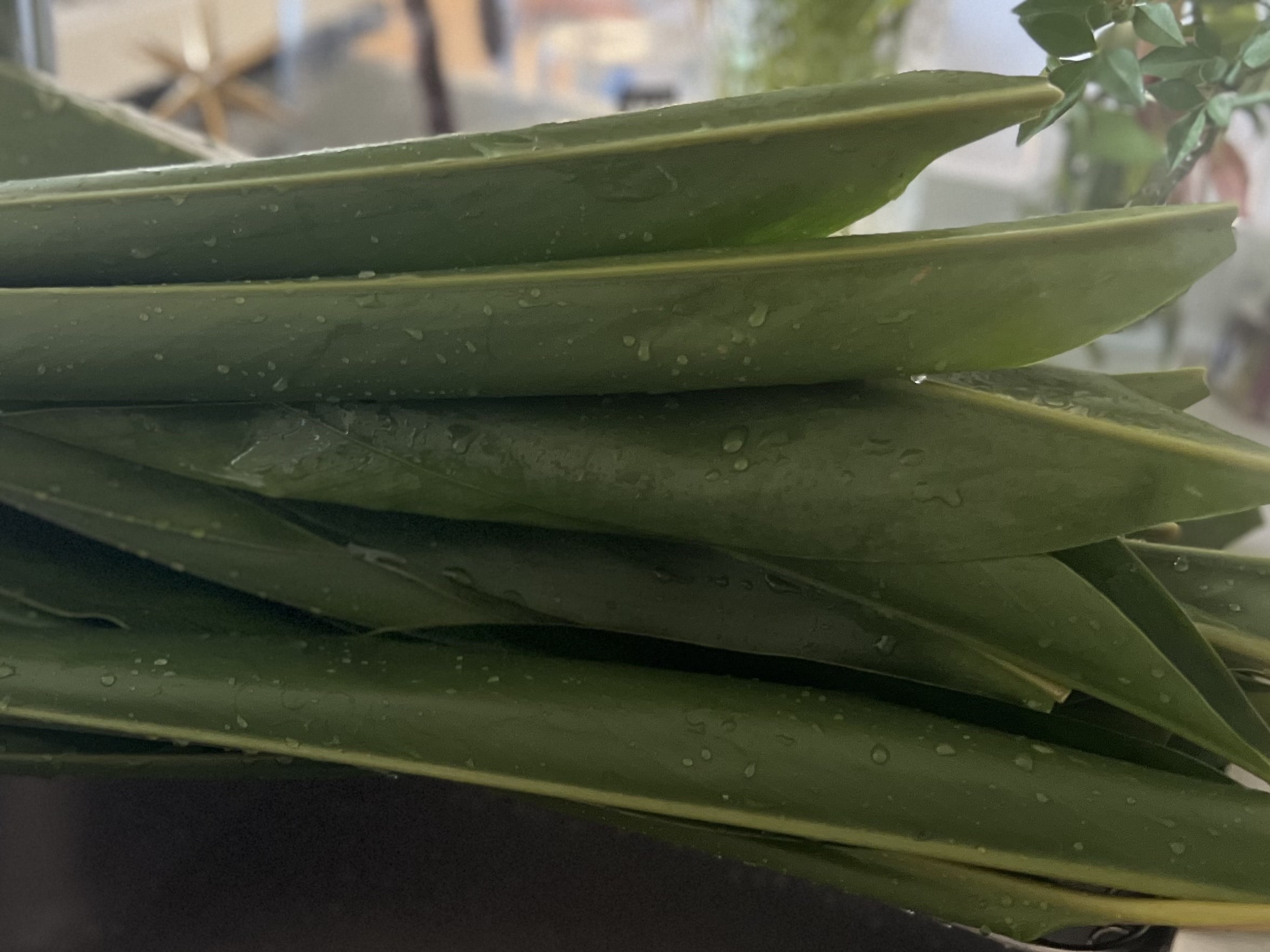 【沖縄】月桃の葉で包んだお餅「ムーチー」を作りました2026 TBicoco