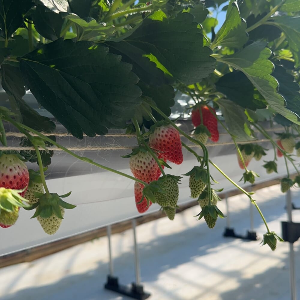 いちご狩り 子連れ