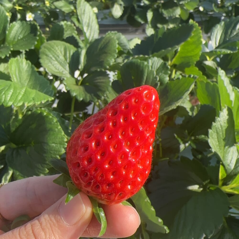 いちご狩り 子連れ