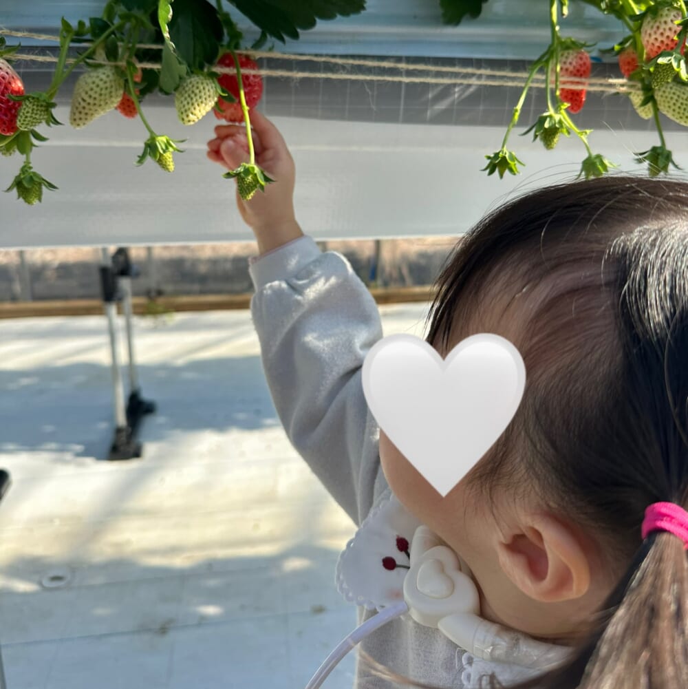 子連れ いちご狩り