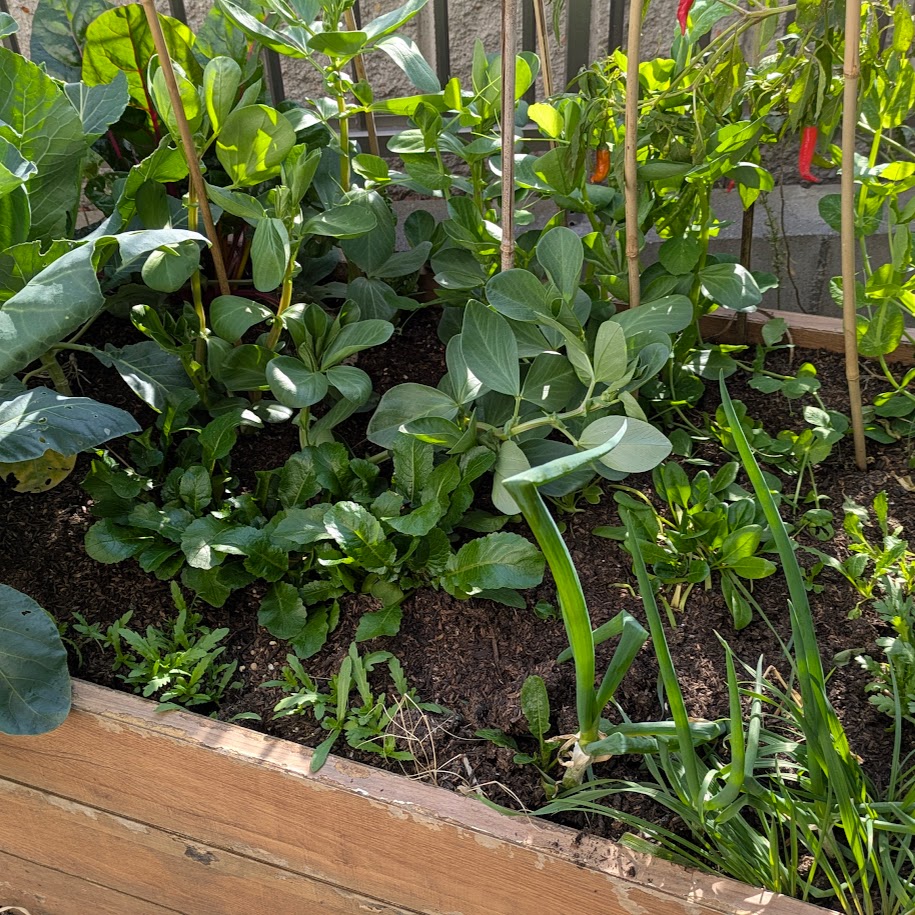 空豆 豆板醤 家庭菜園コポ