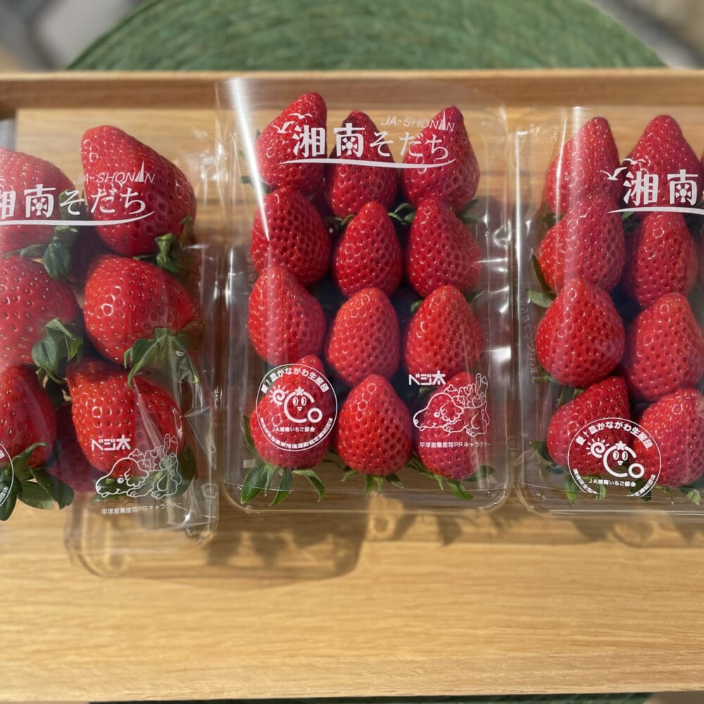 湘南そだち　推し　イチゴ　神奈川県平塚市