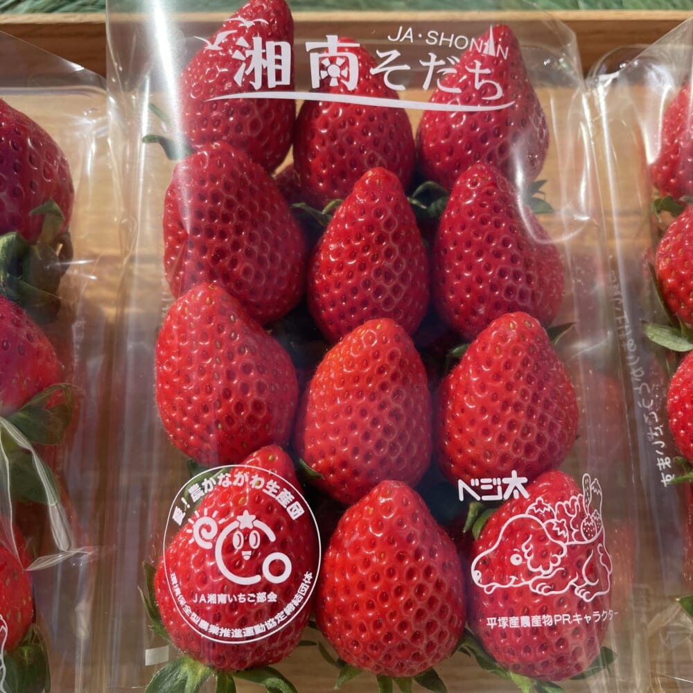 湘南そだち　推し　イチゴ　神奈川県平塚市