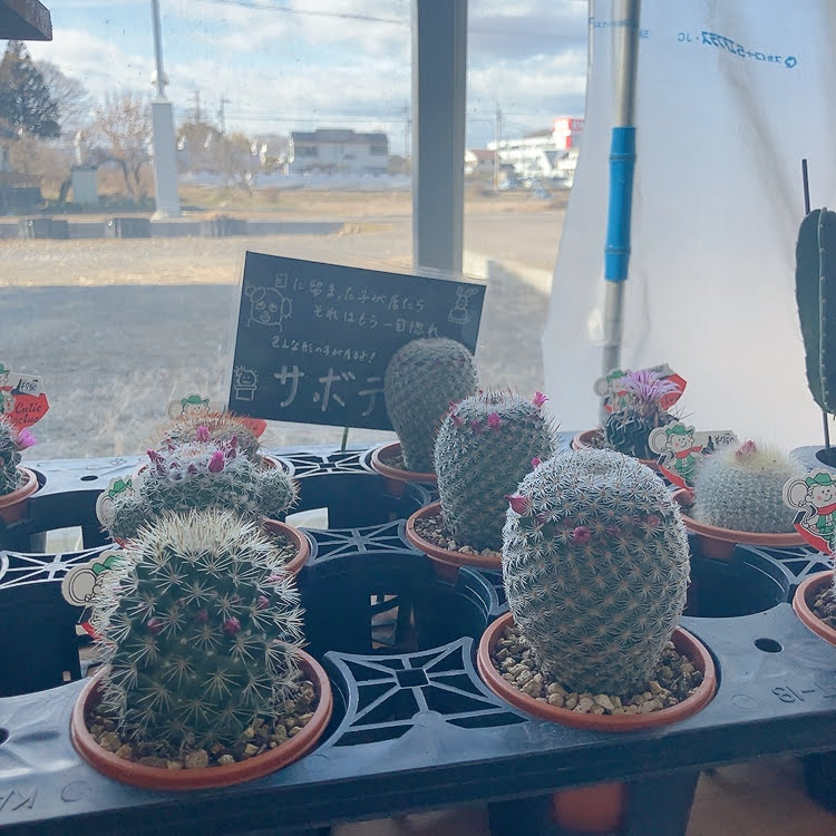 サボテン