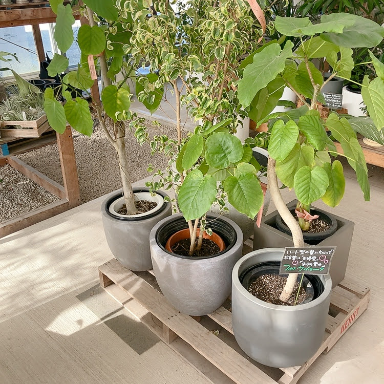 グリーンズハウス 大鉢