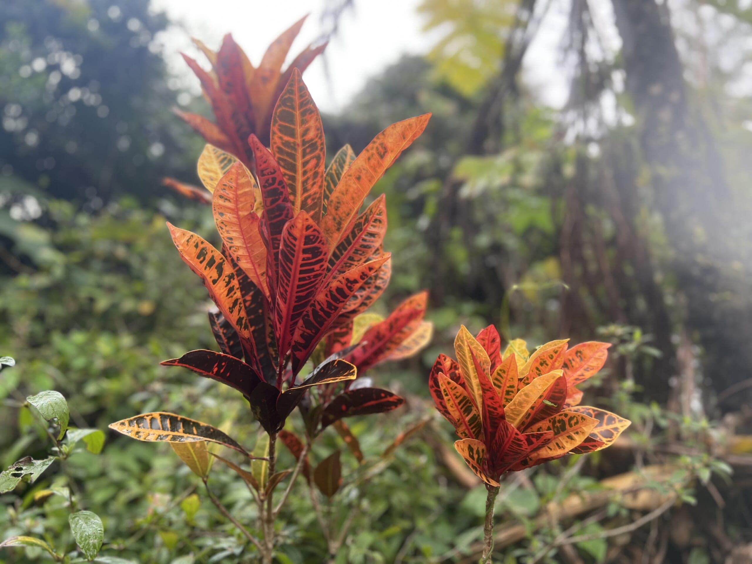 【沖縄】カフェでお花見!「やちむん喫茶シーサー園」TBicoco