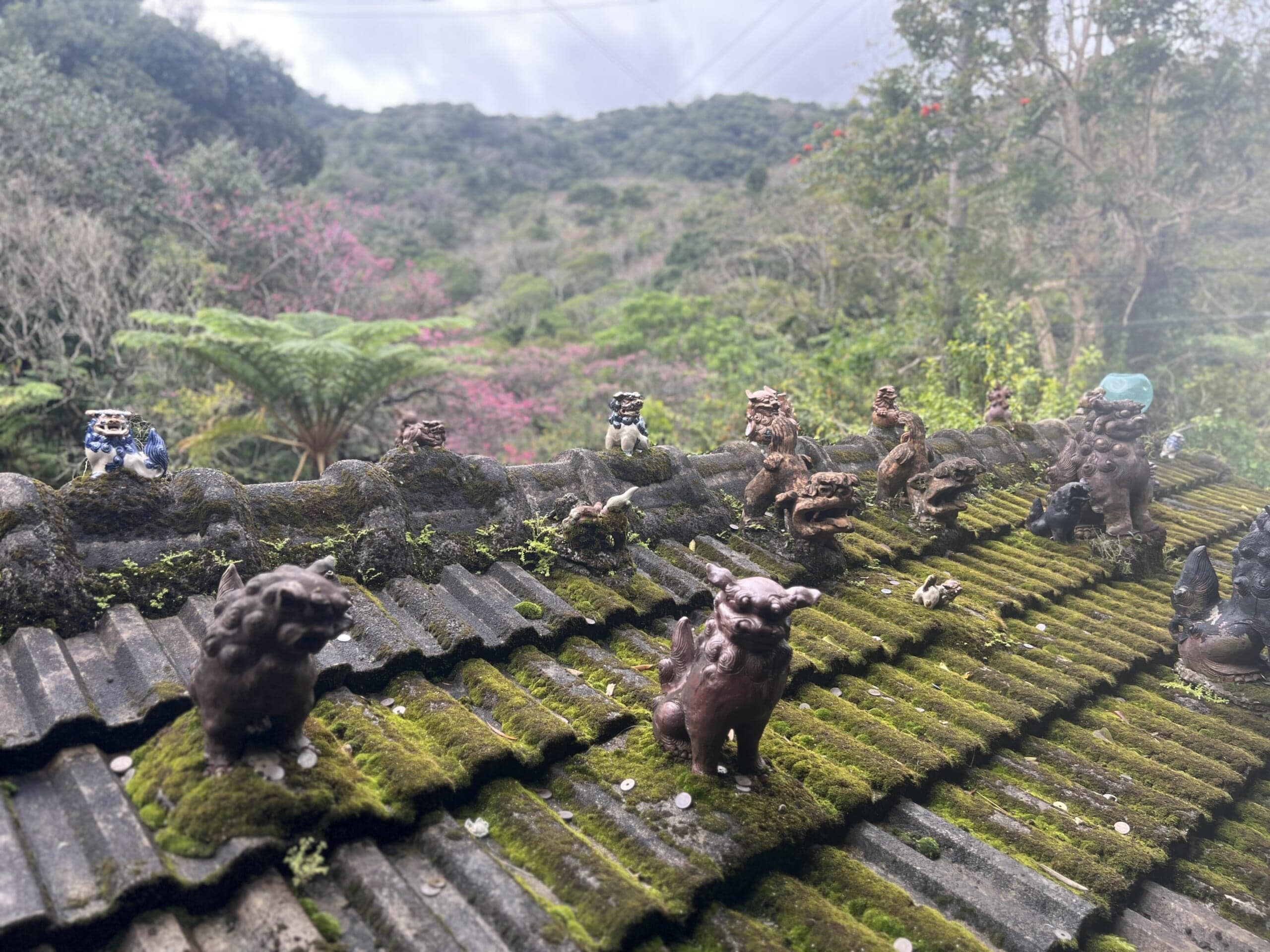 【沖縄】カフェでお花見!「やちむん喫茶シーサー園」TBicoco