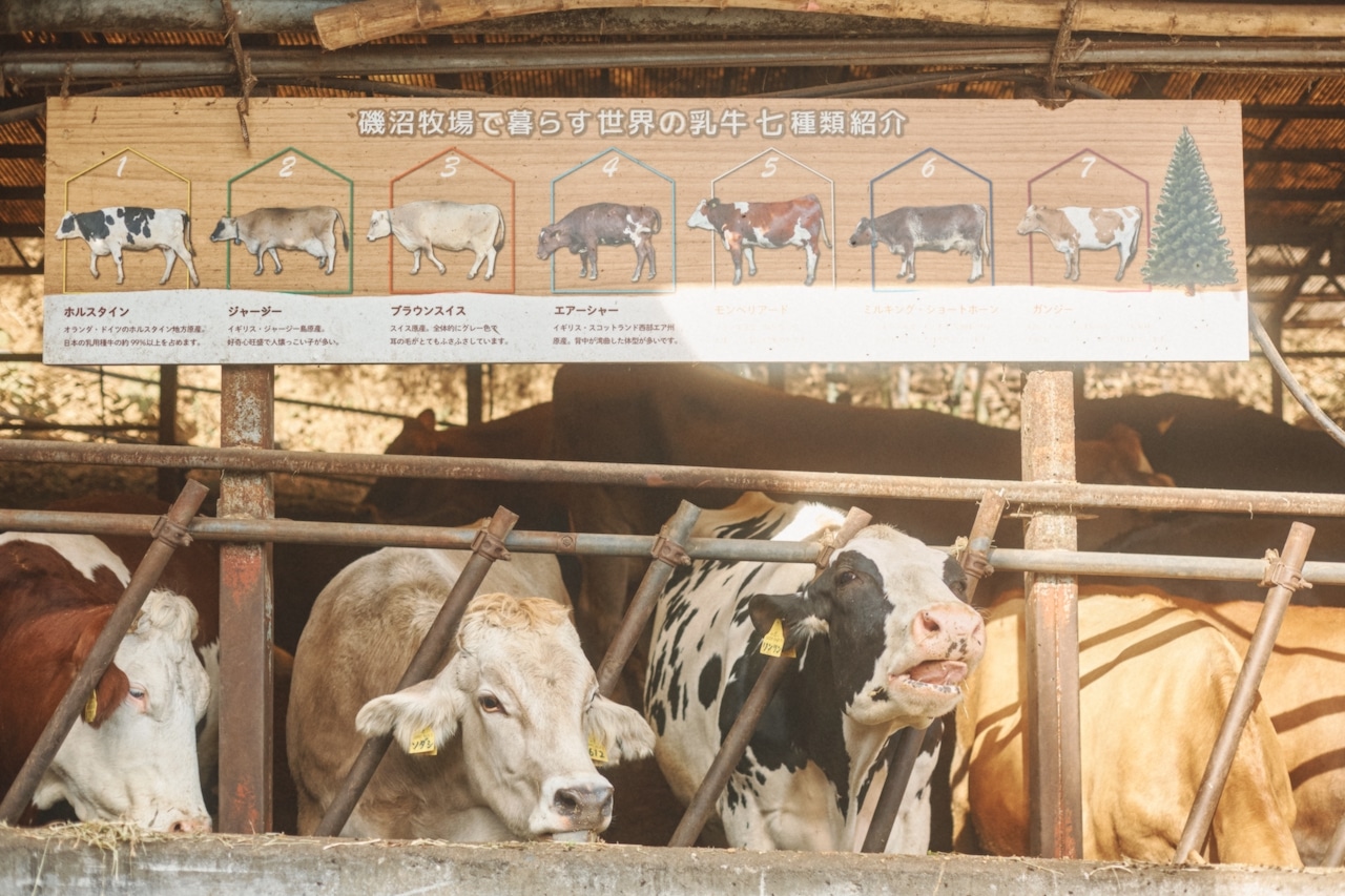 小松由佳さん 磯沼牧場