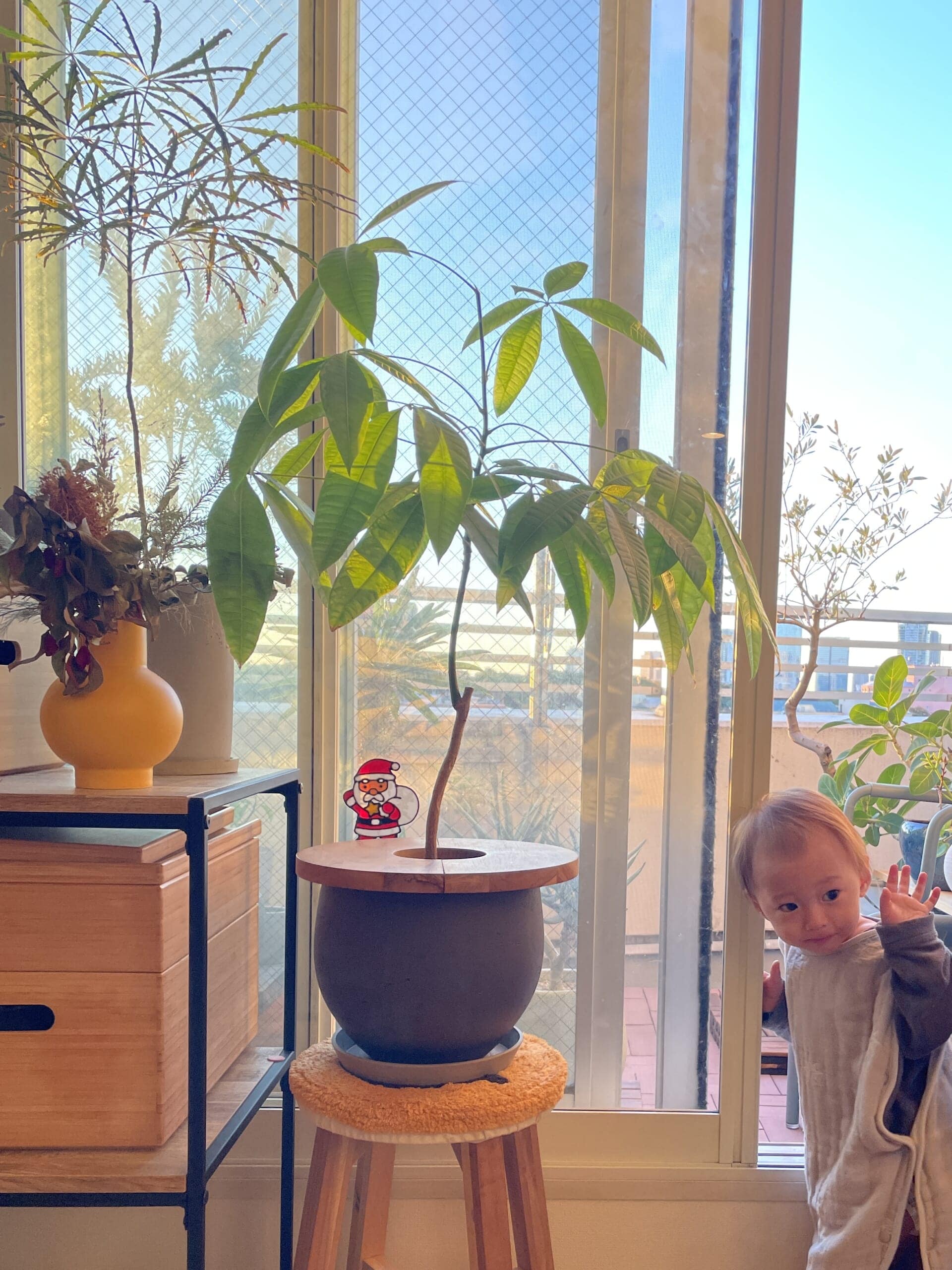 野坂百合子さんの自宅の植物