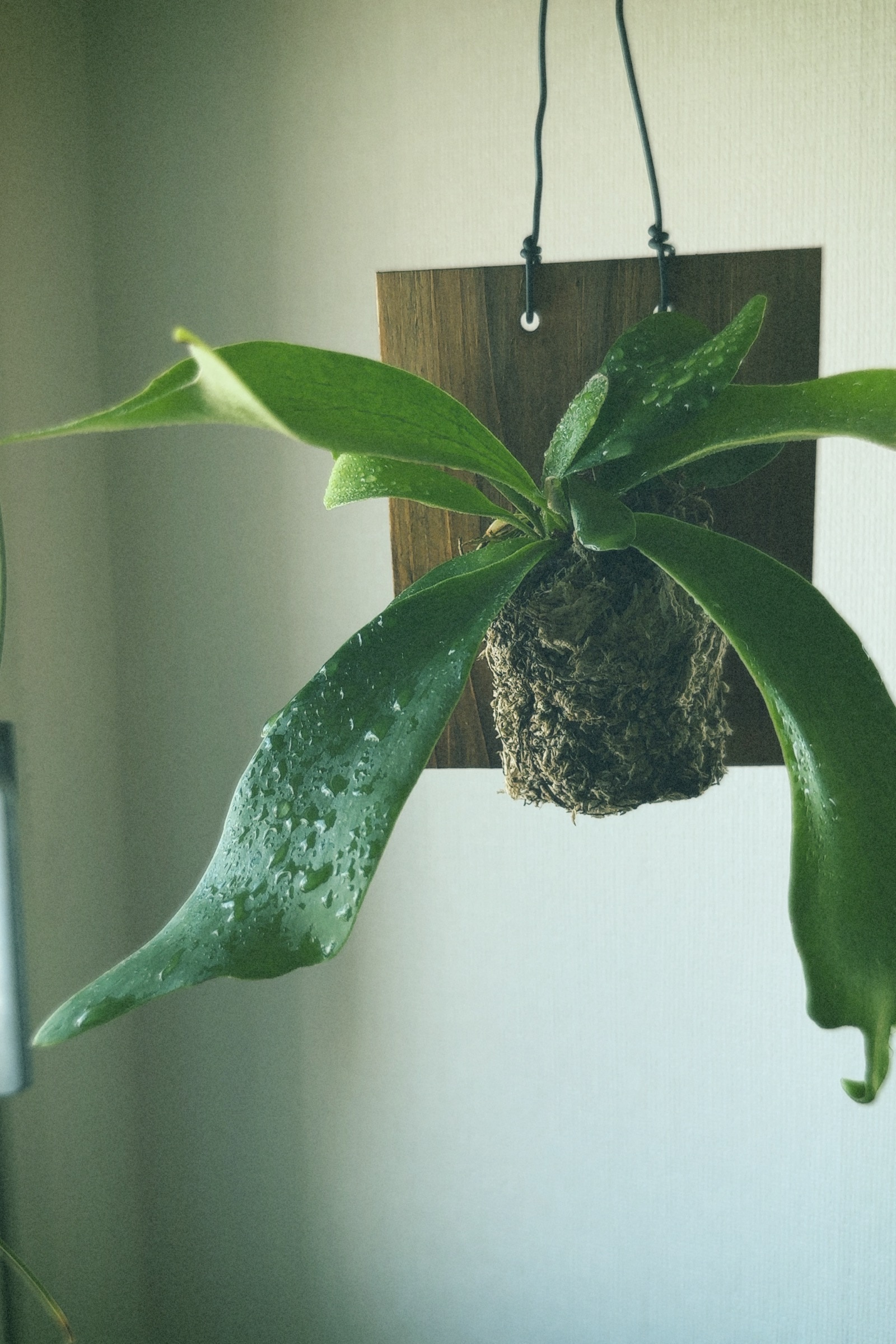 野坂百合子さんの自宅のコウモリラン