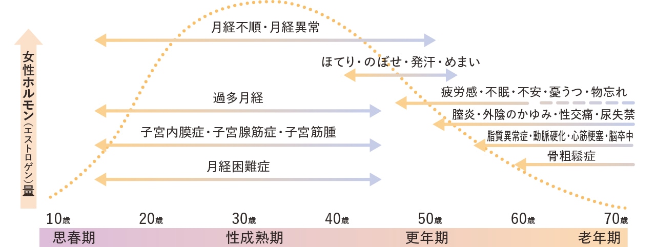 「女性のからだとエストロゲンの関係」資料提供／バイエル薬品株式会社　登録意匠第1405616号を元に編集部にて作図