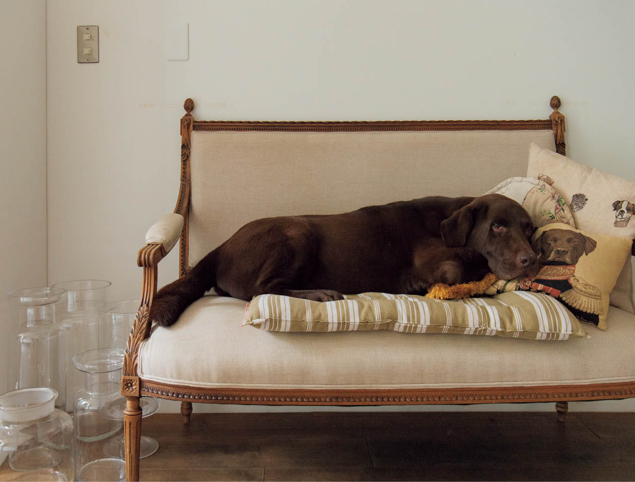 玄関には、犬たちが家族をお見送りするための、通称「いってらっしゃいのソファ」が。ヴォルスそっくりの犬が描かれたクッションはイタリアの旅で購入