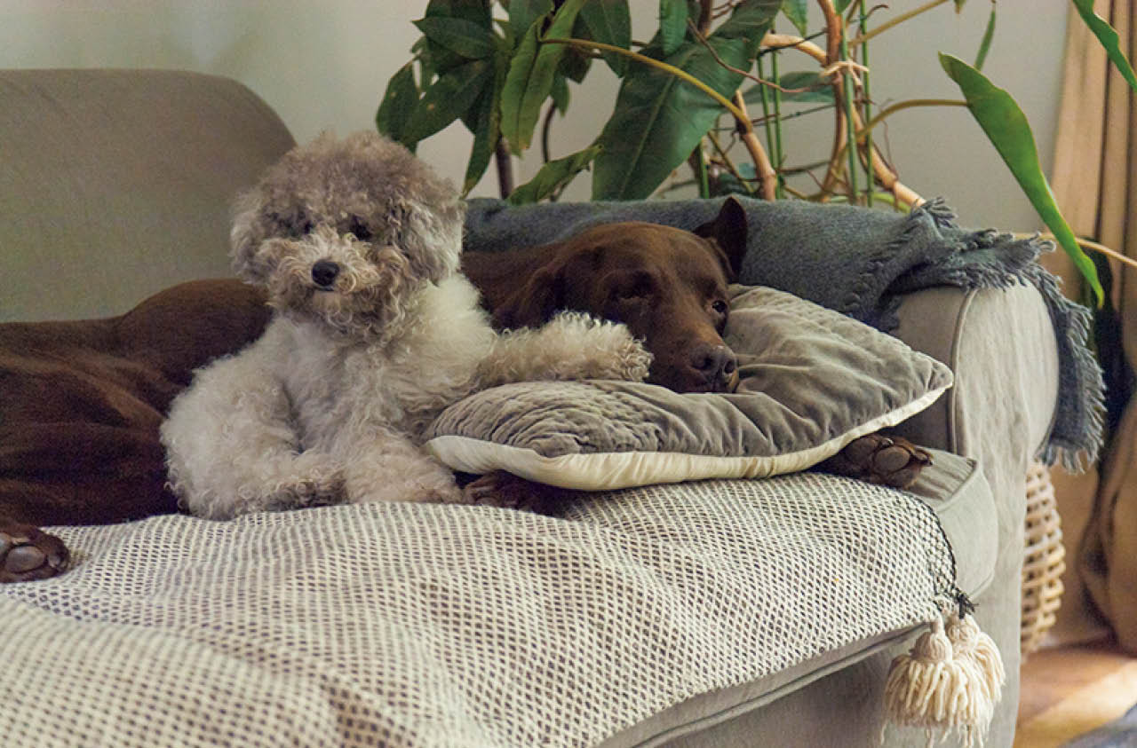 ソファに重ねる布は、少しずつ色合いと素材を変えてコーディネートを楽しむ。