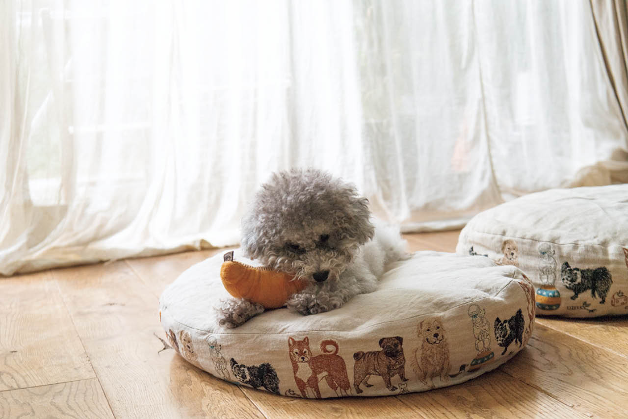 「オルネ ド フォイユ」と「コーラル＆タスク」がコラボしたオーバルイヌベッドは、雅姫さんちの愛犬たちも大のお気に入り。「ハグ オー ワー」でも販売中
