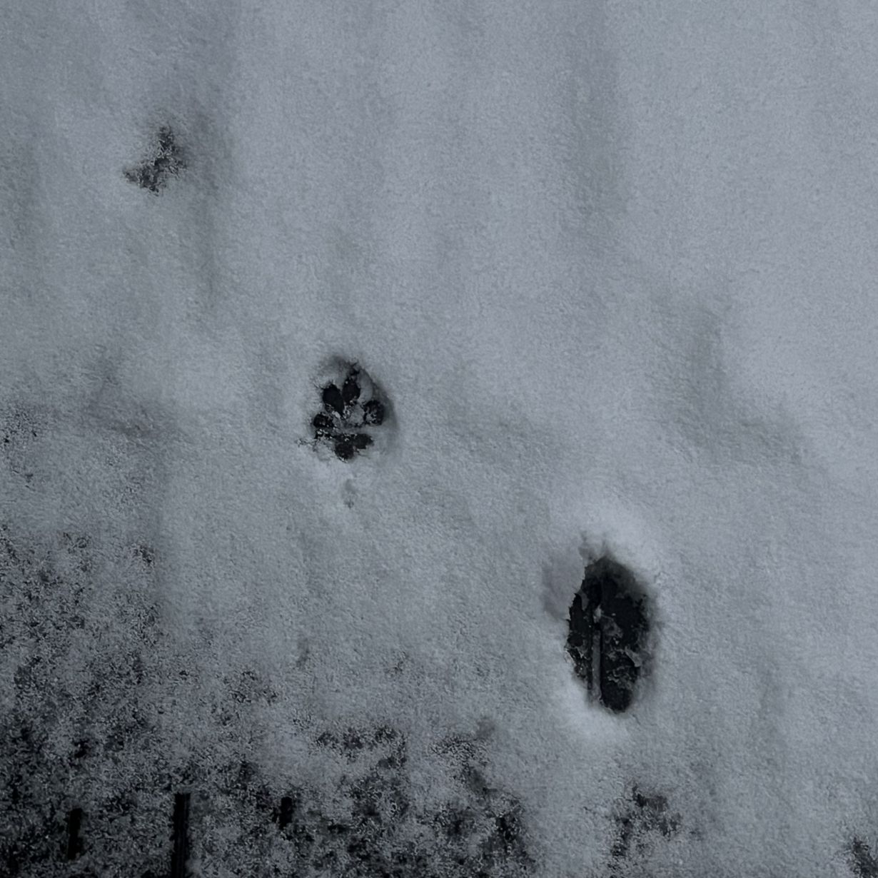 雪の日　猫の足跡