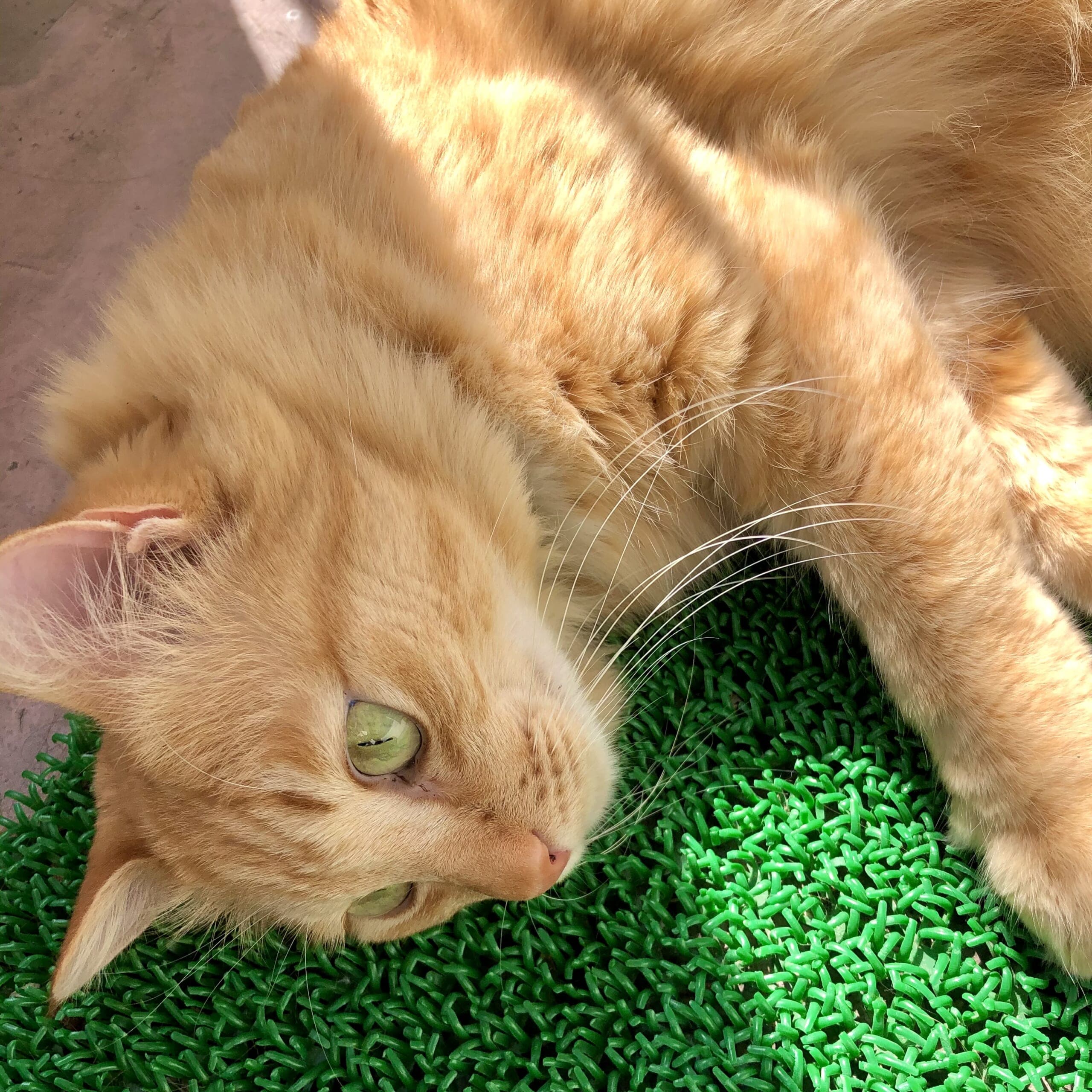 猫　ねこ　ネコ