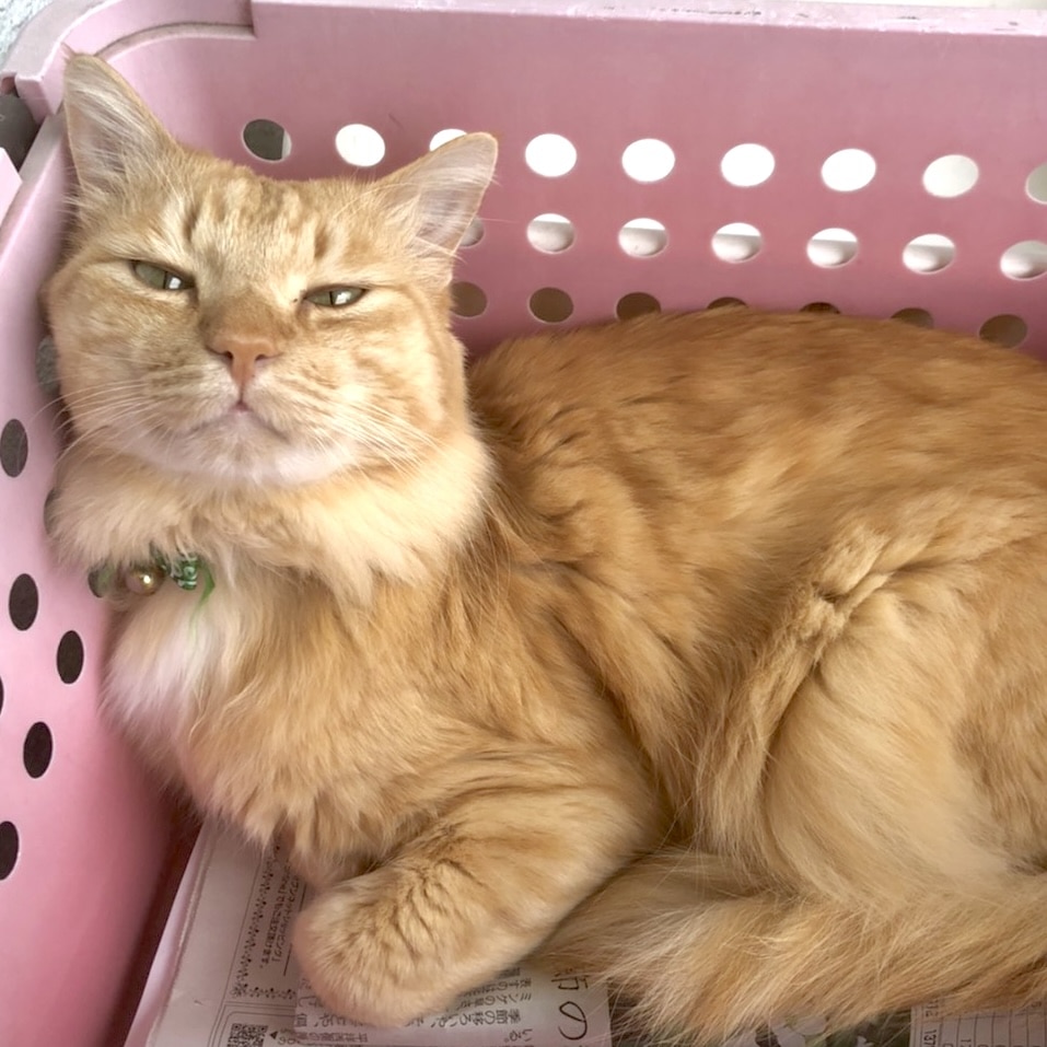 ねこ　ネコ　猫