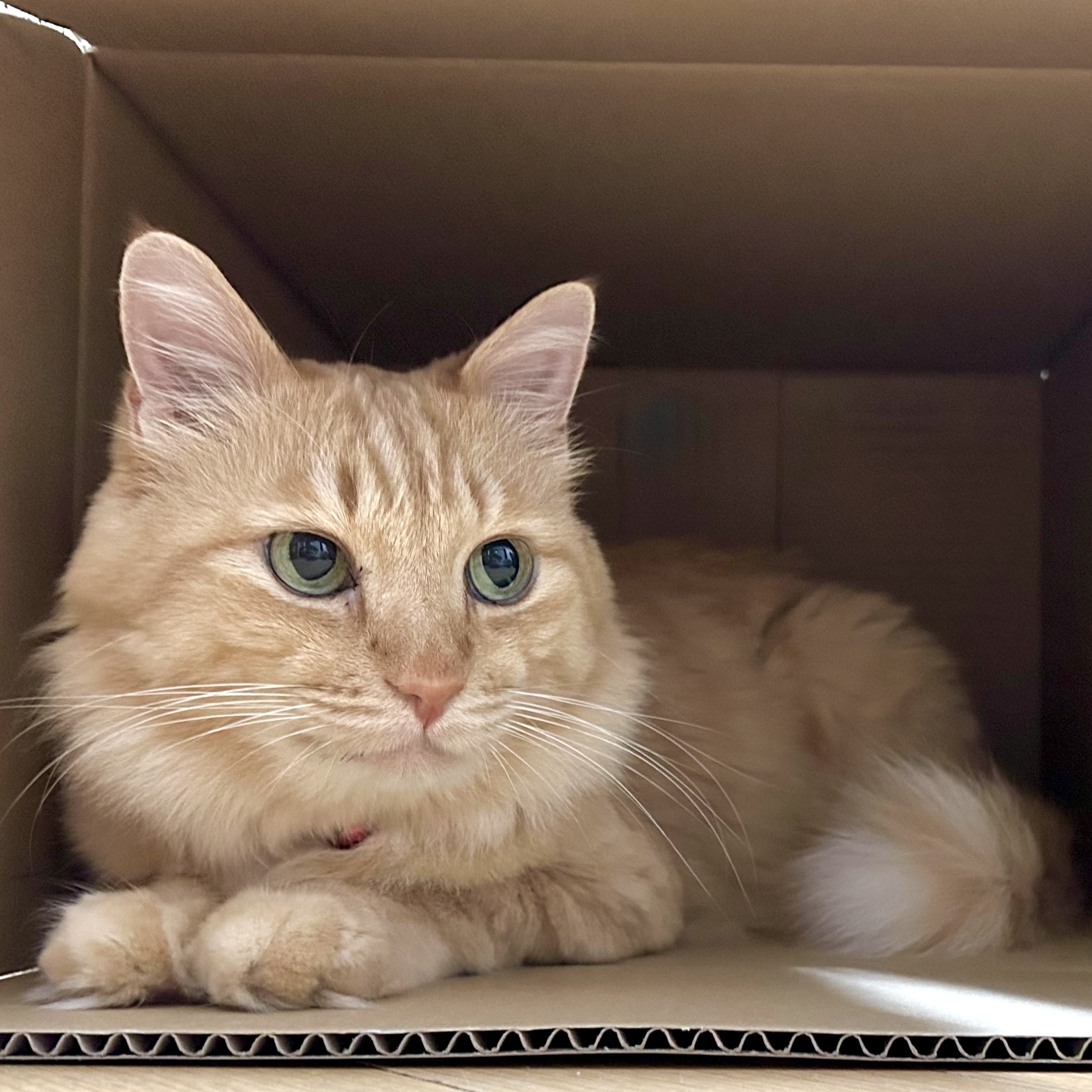 猫　ねこ　ネコ