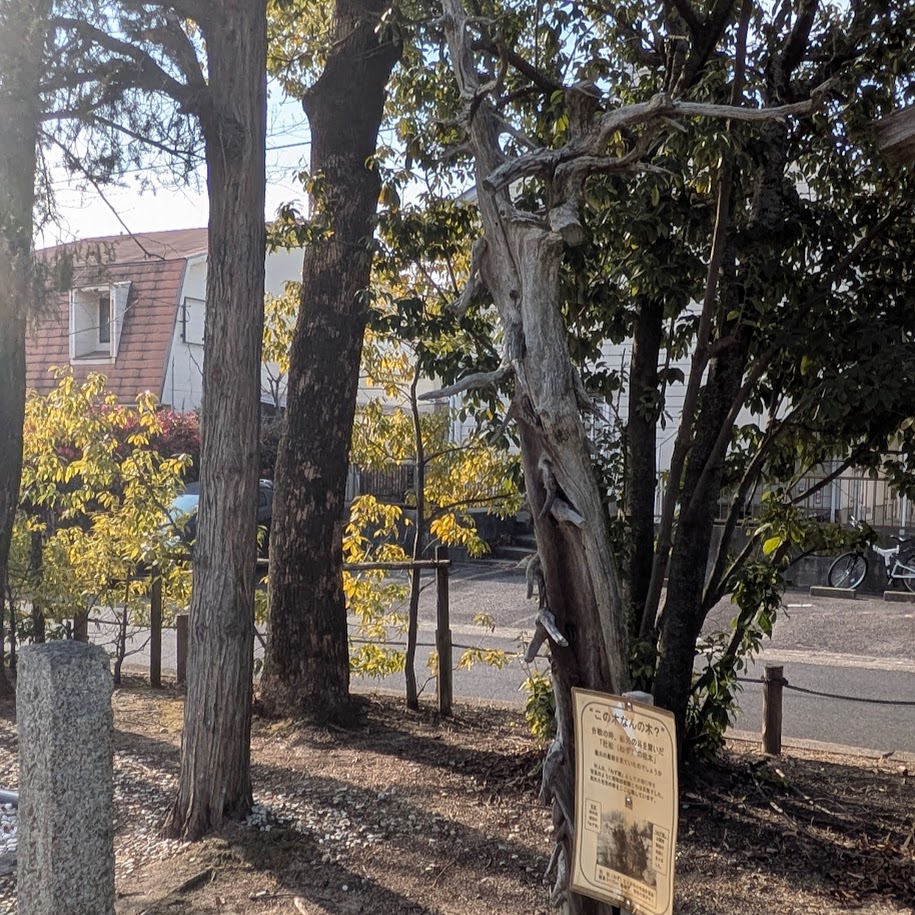 義元の木　桶狭間古戦場公園　さわるな
