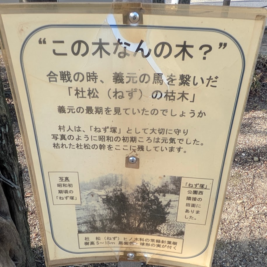 桶狭間古戦場公園　木　愛知県緑区