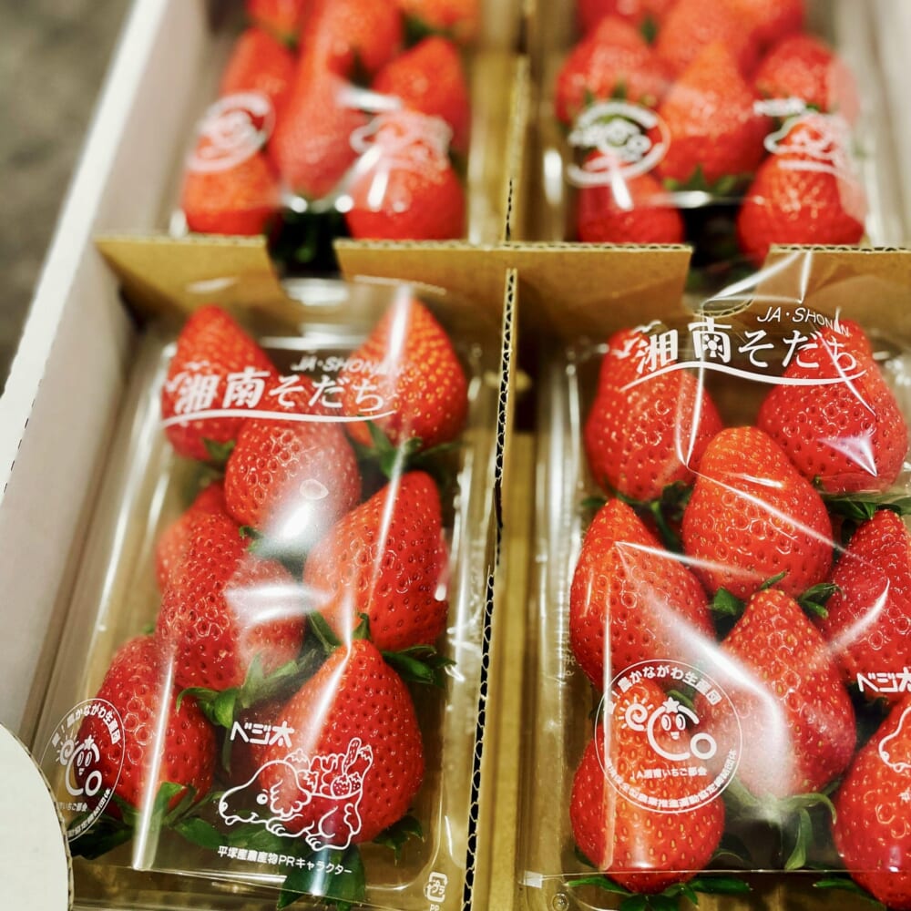 湘南そだち 完熟いちご　平塚