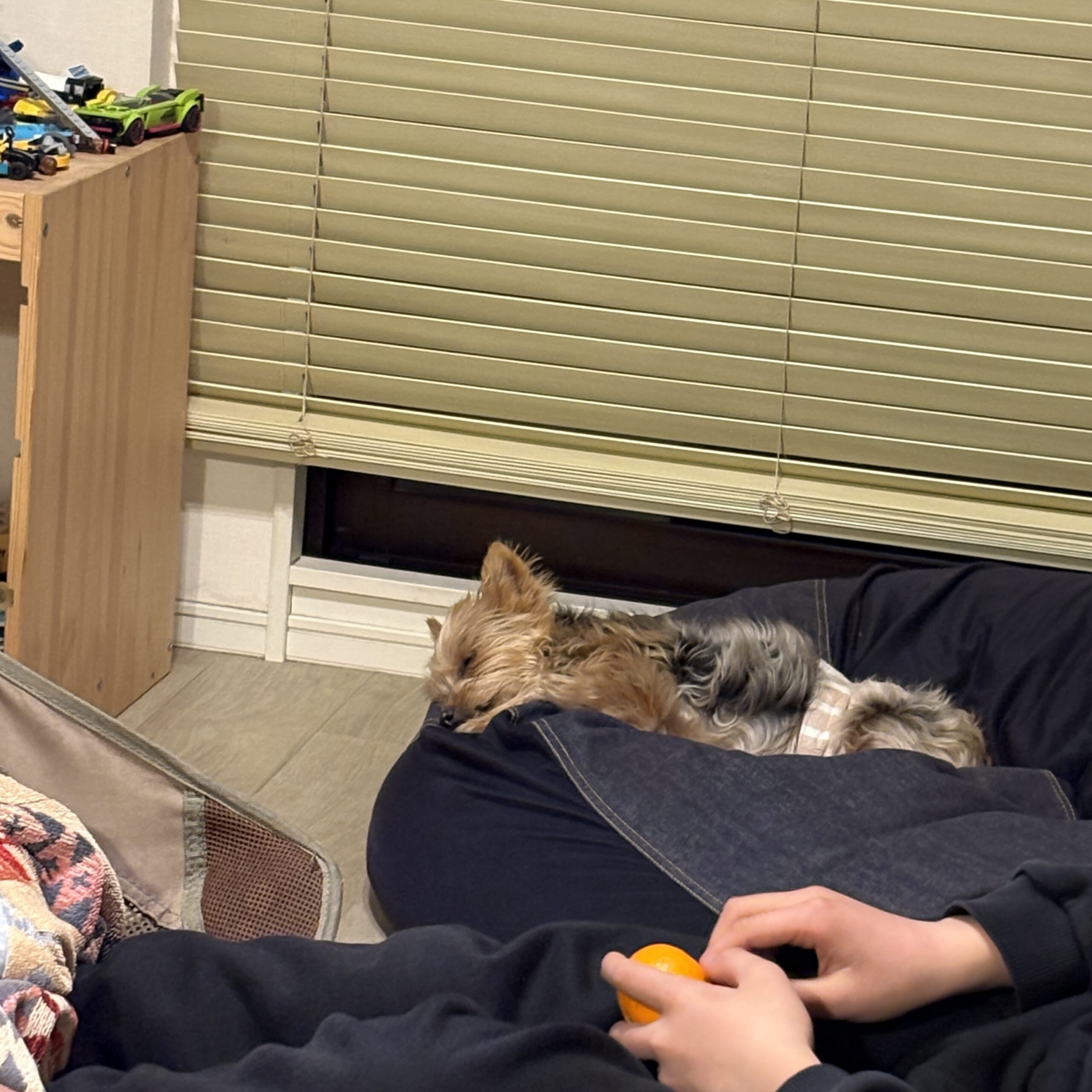 ヨークシャーテリア