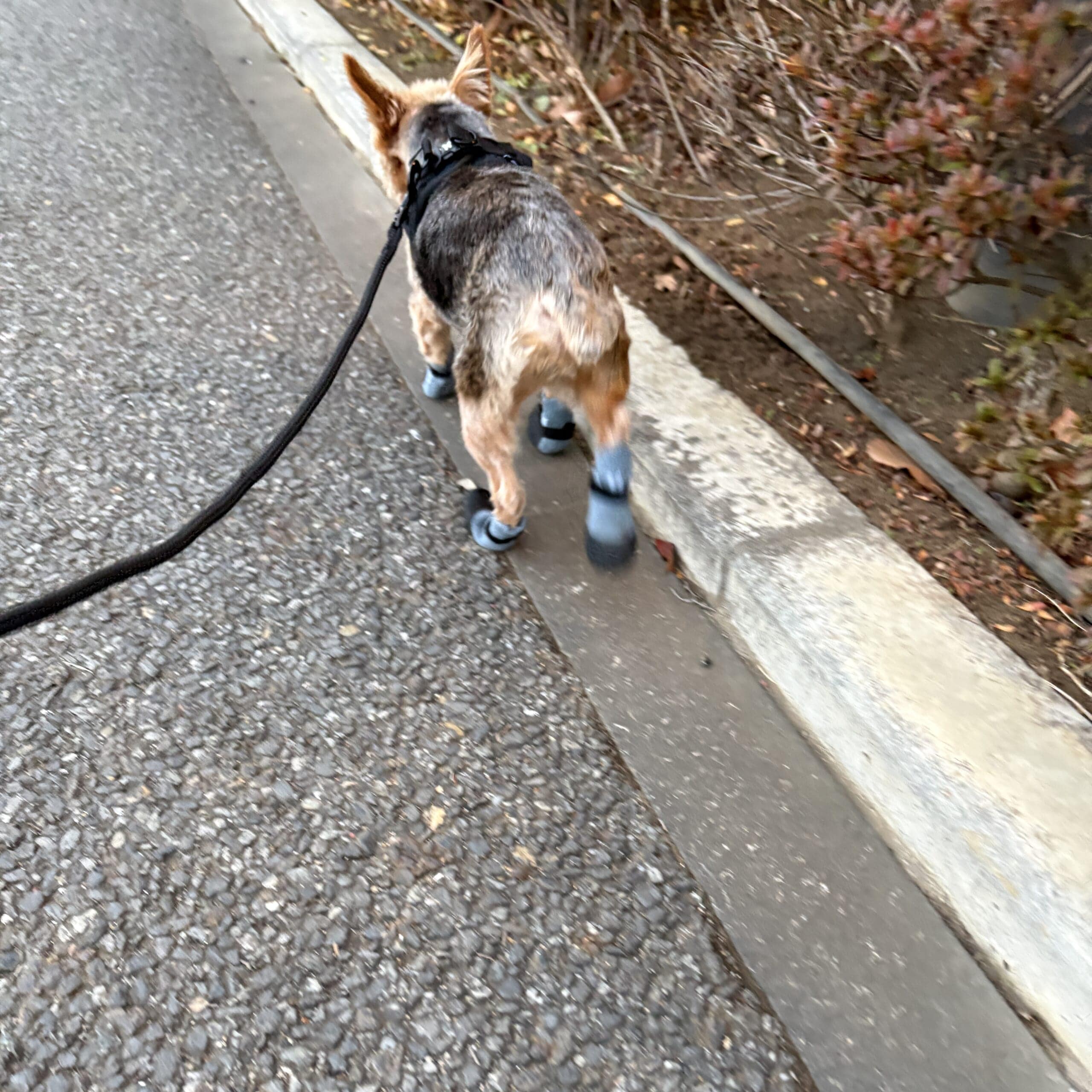 犬用お散歩ソックス