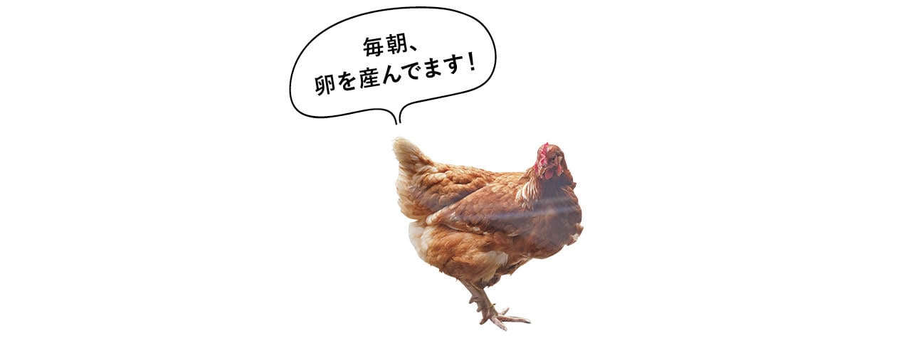 毎朝、卵を産んでます！