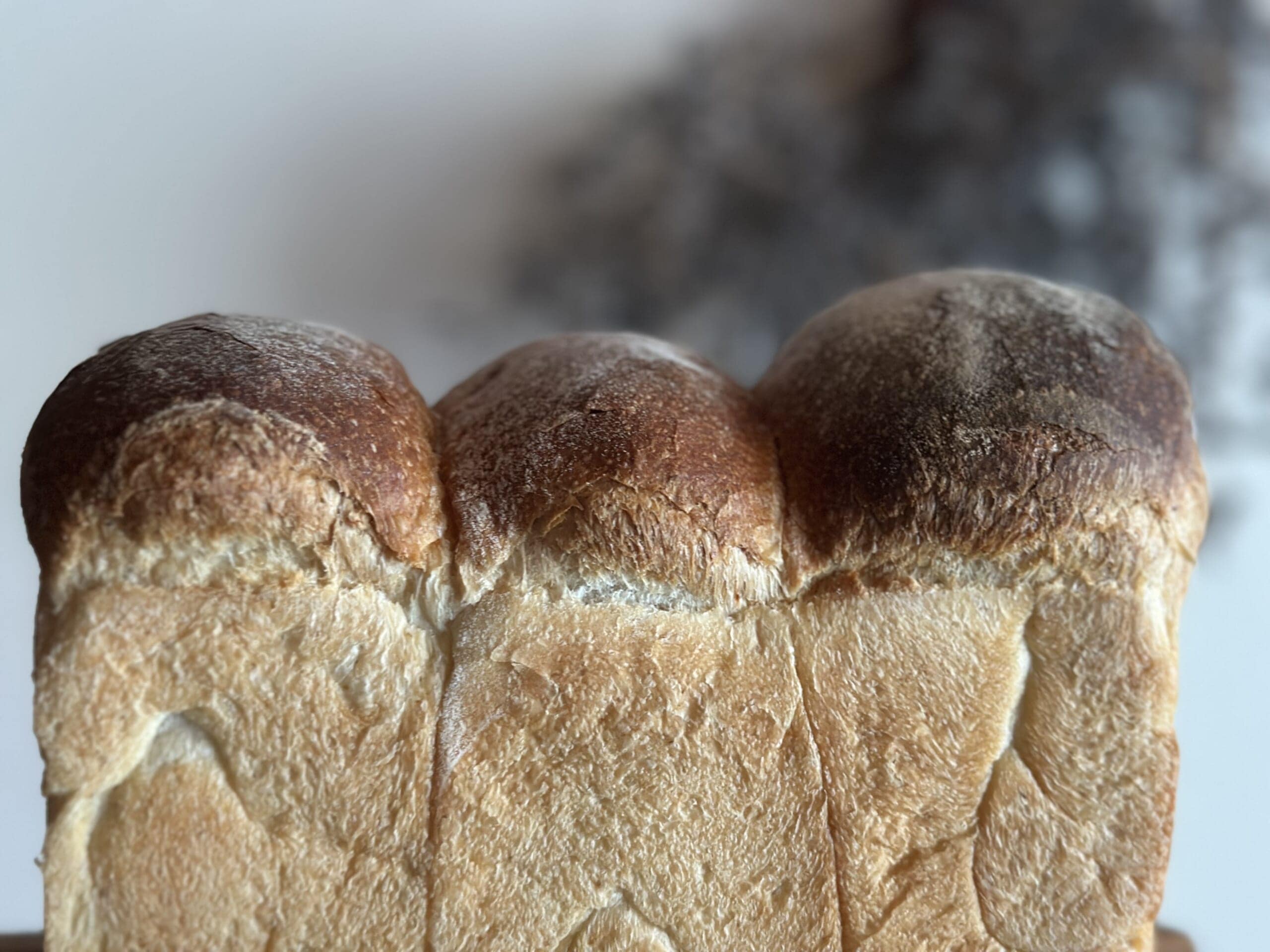 酒粕酵母 山食 自家製酵母食パン