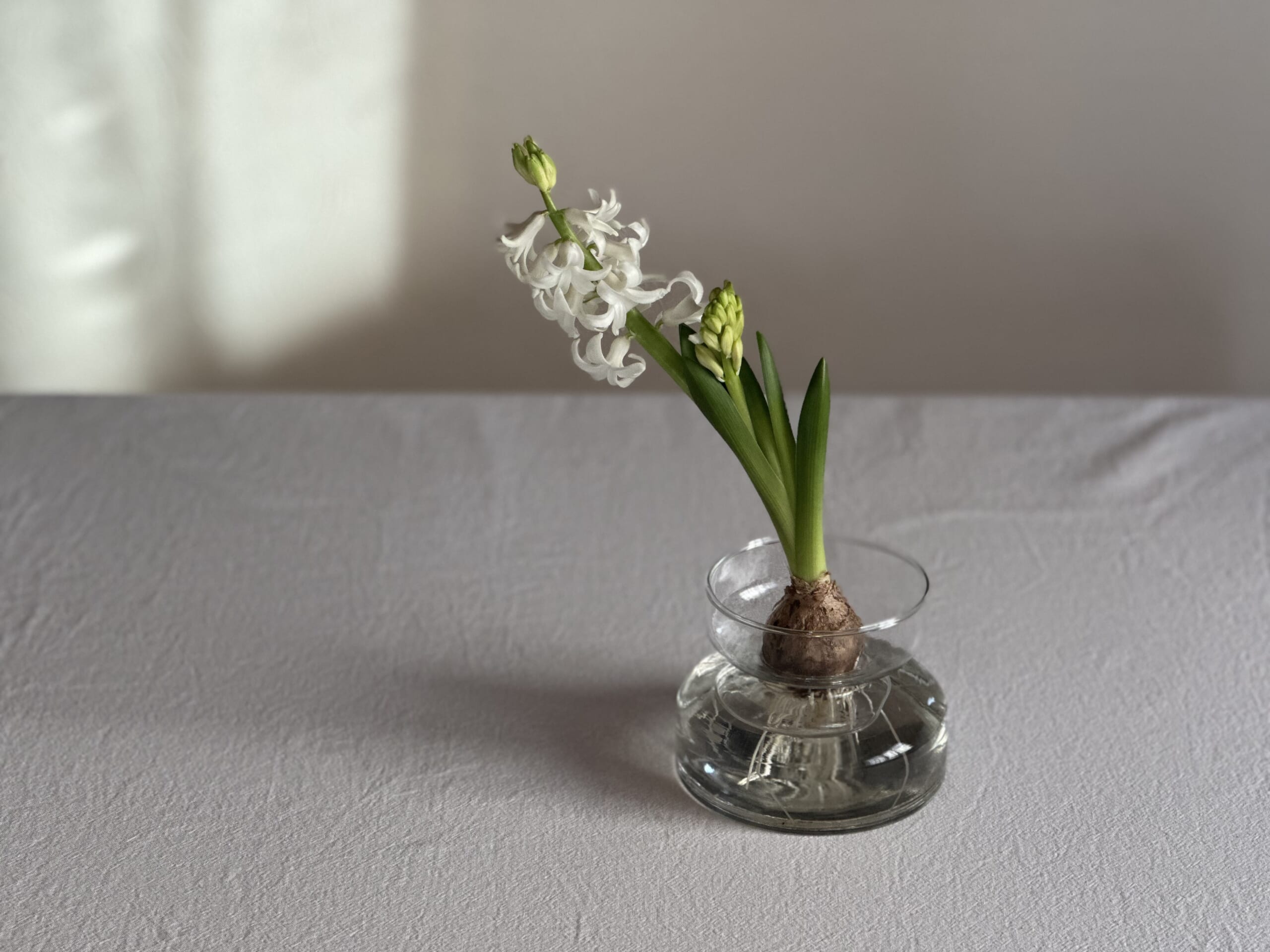 ヒヤシンス 水耕栽培 花のある暮らし