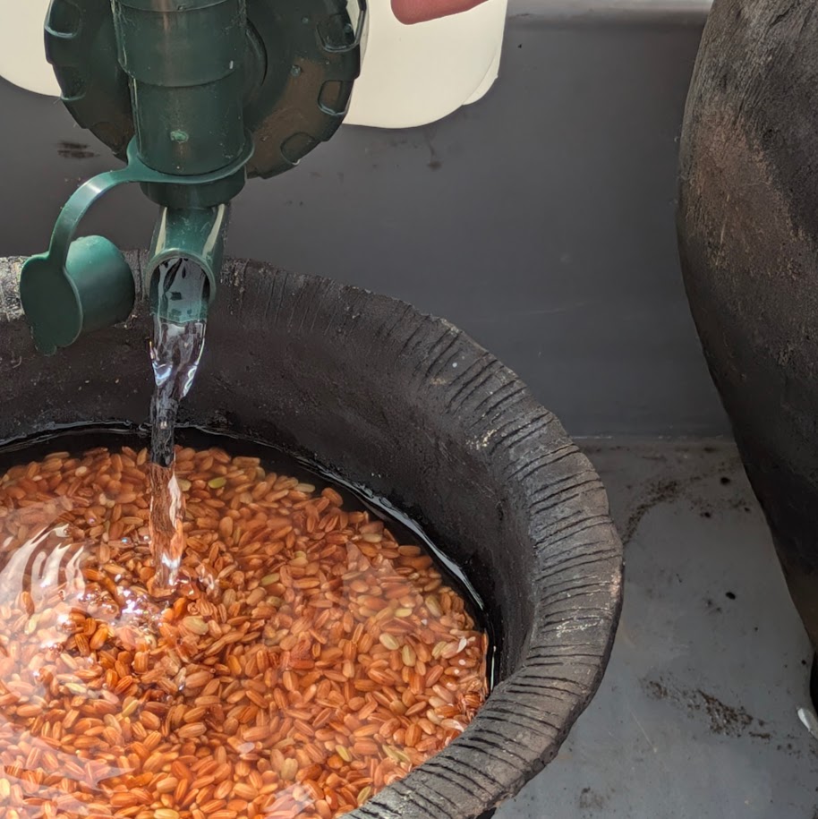 赤米　朝日遺跡ミュージアム　土器炊飯