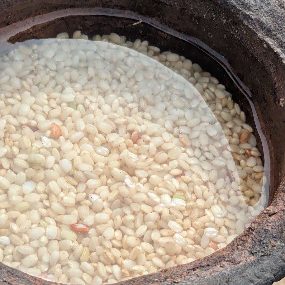 緑米　浸水　朝日遺跡ミュージアム