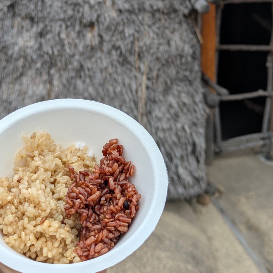 ３種類の米　竪穴式住居　朝日遺跡ミュージアム